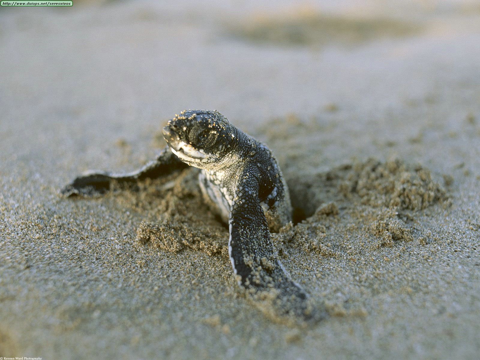 Tortuguero